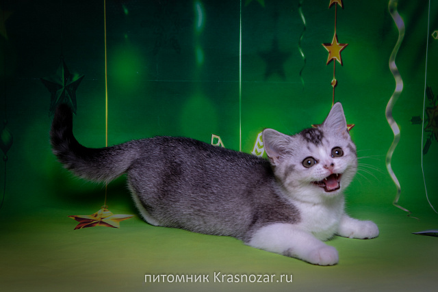 Krasnozar Shanel №5