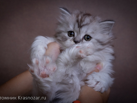 Krasnozar Shkoda