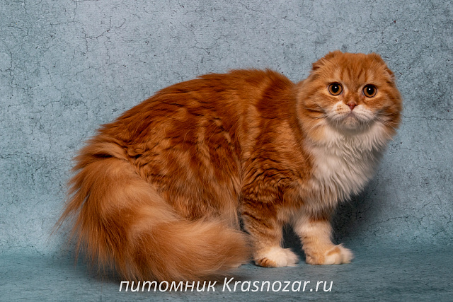 Krasnozar Nestor Petrovich