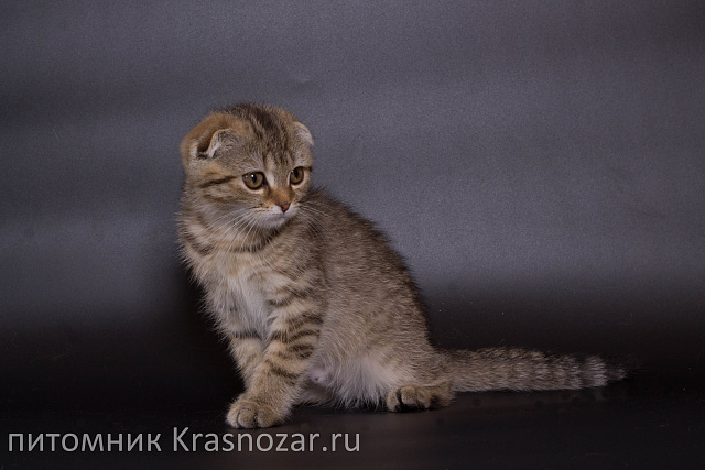 Krasnozar Zosia