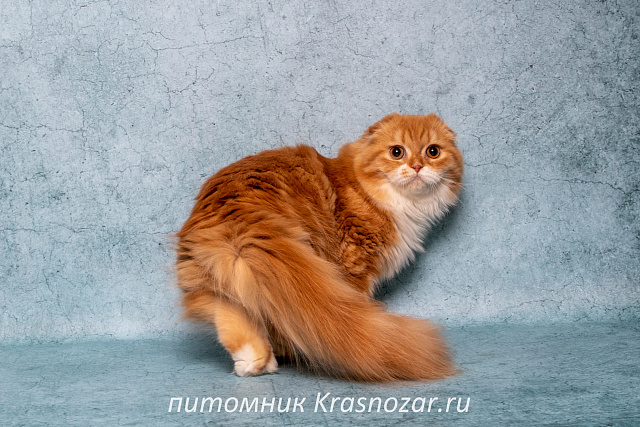 Krasnozar Nestor Petrovich