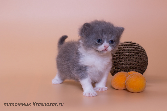 Krasnozar Lutik