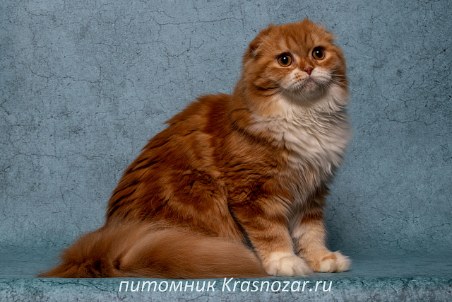 Krasnozar Nestor Petrovich