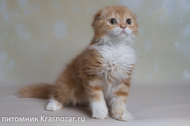 Krasnozar Nestor Petrovich