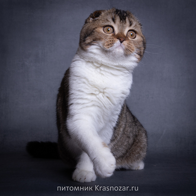 Krasnozar Shaya