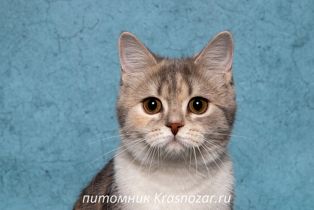 Krasnozar Metelitcha