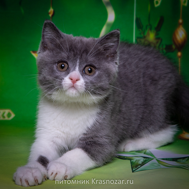 Krasnozar Charodeyka