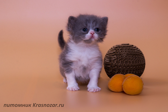 Krasnozar Lutik