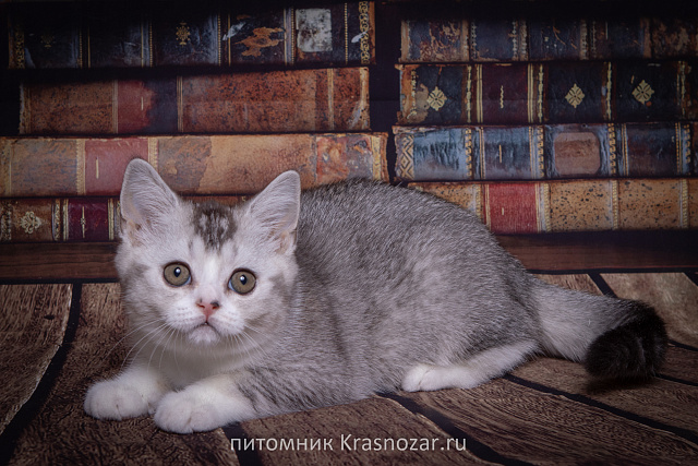Krasnozar Shanel №5