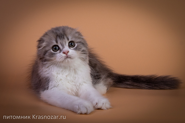 Krasnozar Tsefey