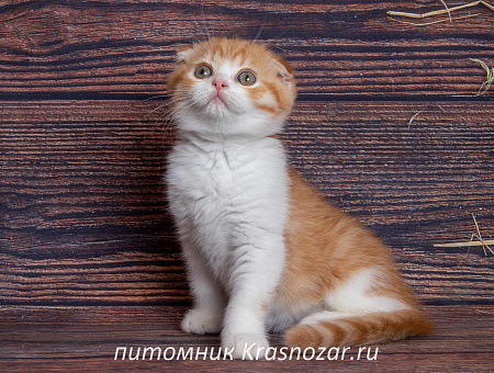 Krasnozar Persik