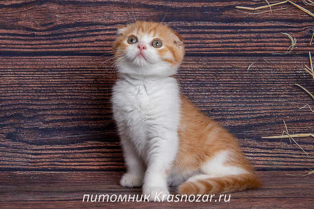 Krasnozar Persik