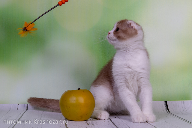 Krasnozar Tarantino of Kalevallafold