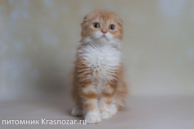 Krasnozar Nestor Petrovich