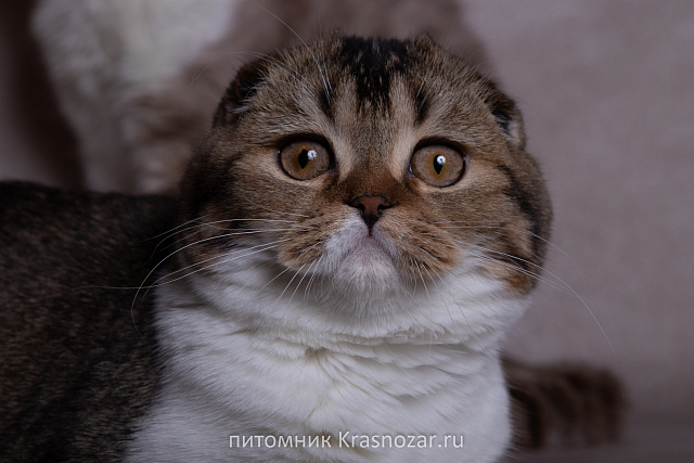 Krasnozar Shaya