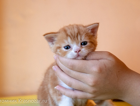 Krasnozar FireBall