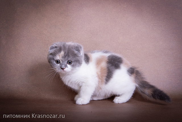 Krasnozar Chareshnya
