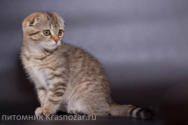 Krasnozar Zosia