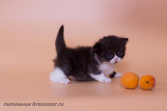 Krasnozar Lavina