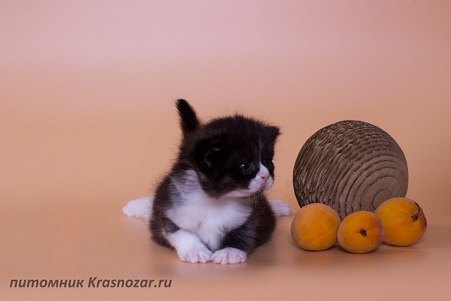Krasnozar Lavina