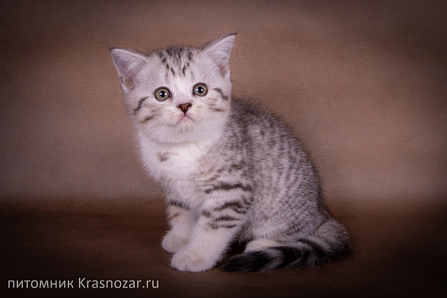 Krasnozar Edmund