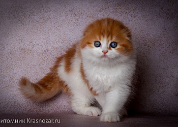 Krasnozar Holiday