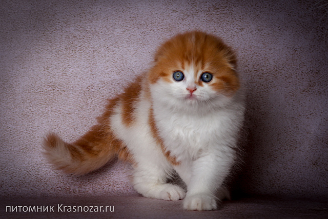 Krasnozar Holiday