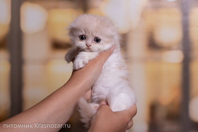 Krasnozar Yasmina