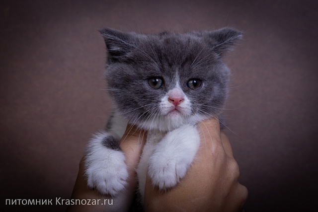 Krasnozar Charodeyka