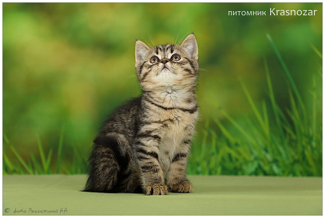 Krasnozar Valentin