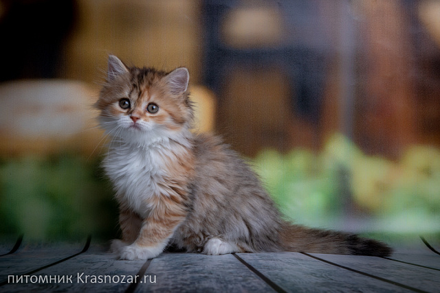 Krasnozar Tzarevna