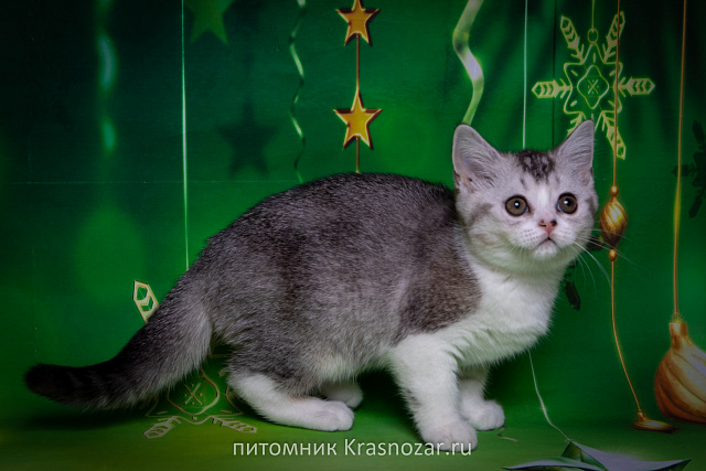 Krasnozar Shanel №5