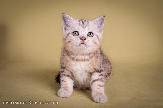 Krasnozar Edison