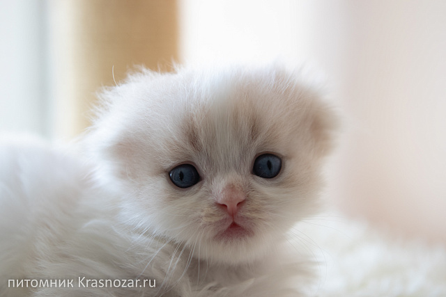 Krasnozar Hristofor Bonifat'evich