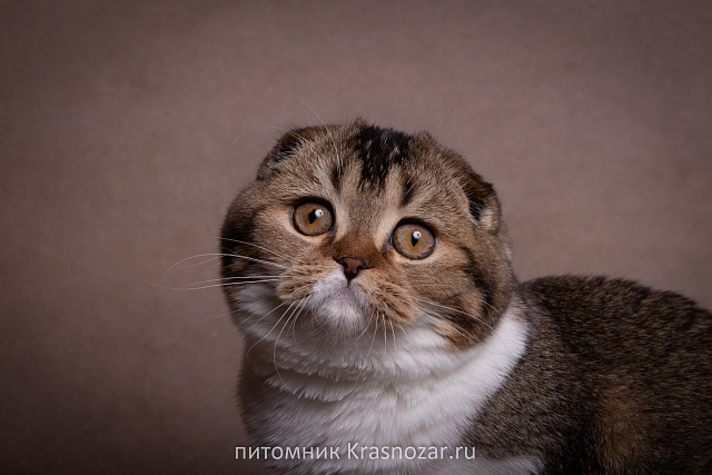Krasnozar Shaya