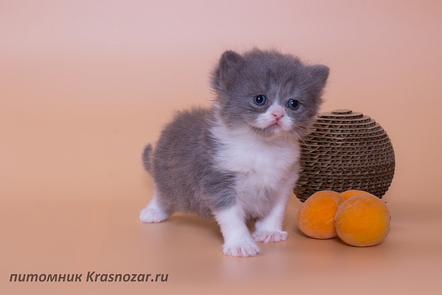 Krasnozar Lutik