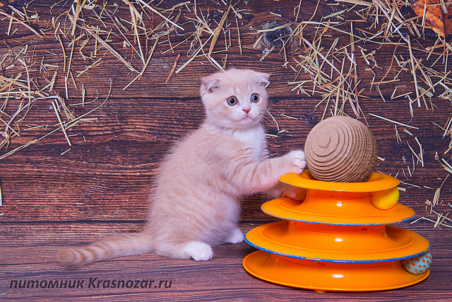 Krasnozar Kosmos