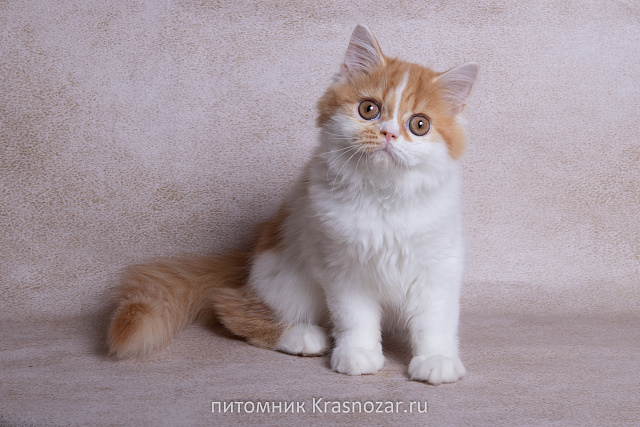 Krasnozar SHCHerbet