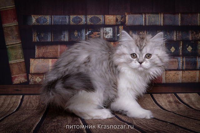 Krasnozar Shkoda