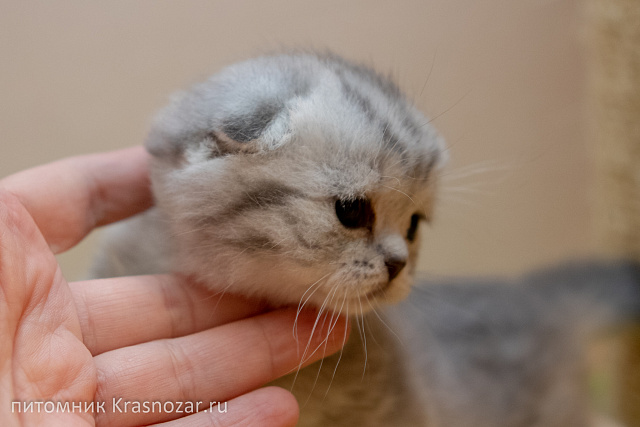 Krasnozar Ulyna