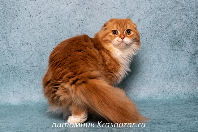 Krasnozar Nestor Petrovich