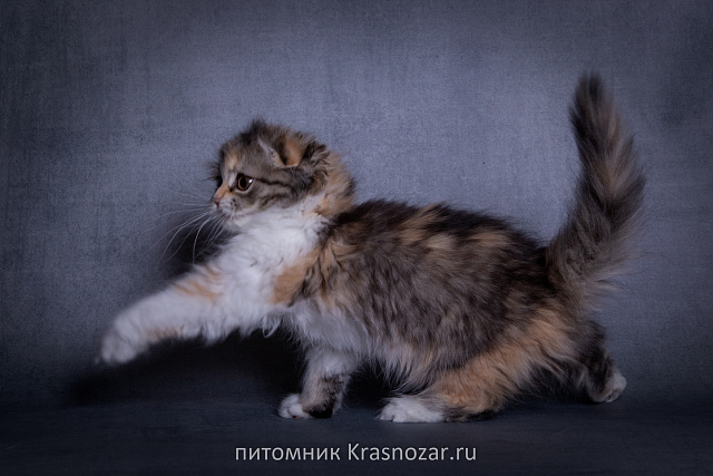 Krasnozar SHCHedrinka