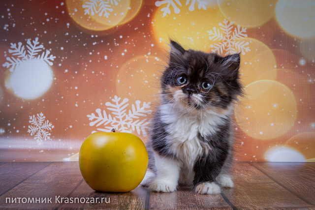 Krasnozar Fiona