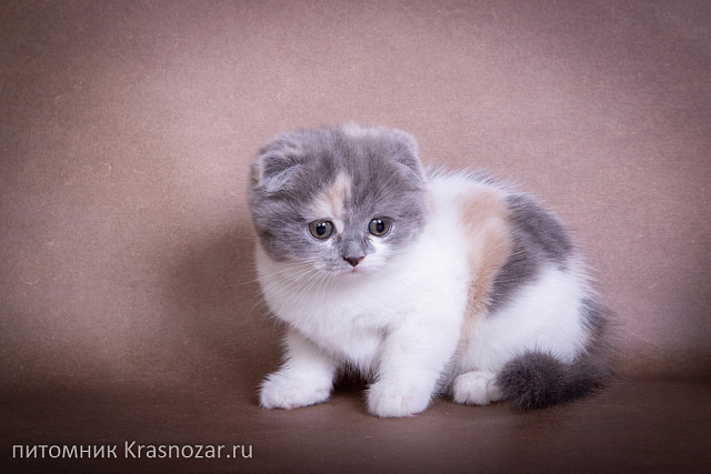 Krasnozar Chareshnya