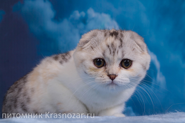 Krasnozar Izuminka