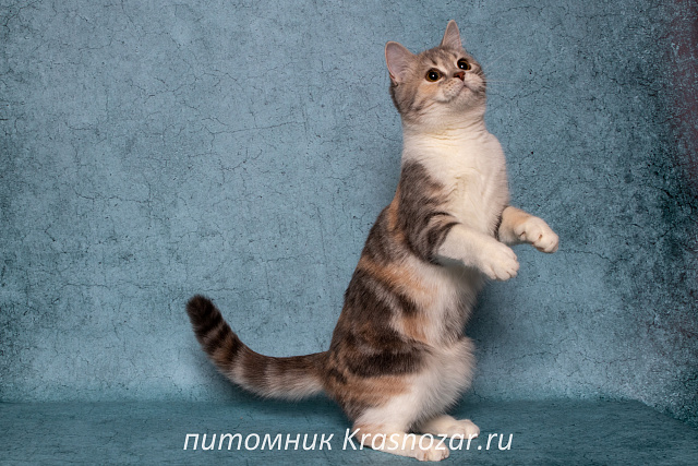 Krasnozar Metelitcha