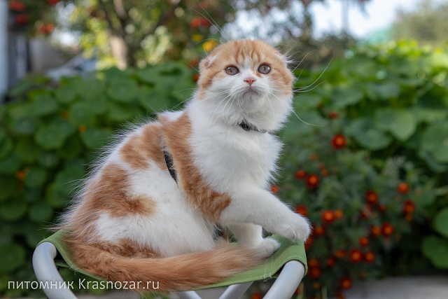 Krasnozar Holiday