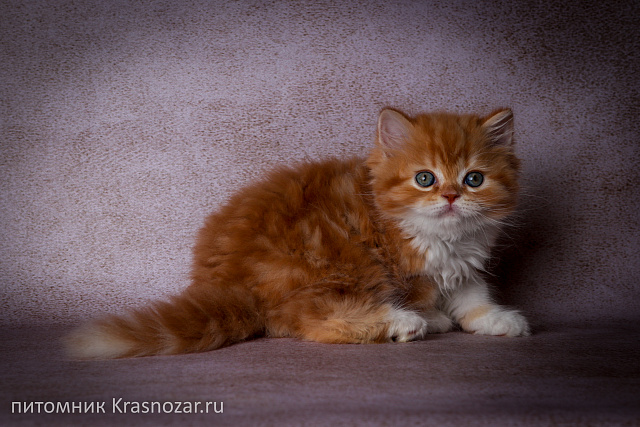 Krasnozar Harley
