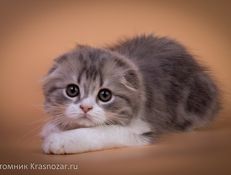 Krasnozar Tsefey