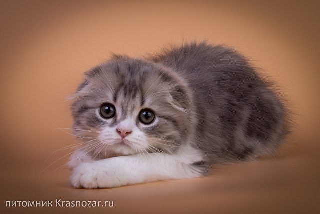 Krasnozar Tsefey